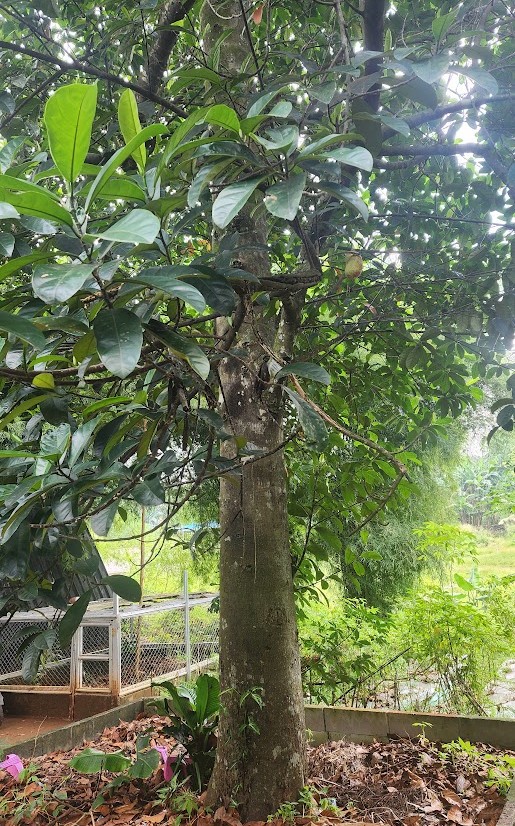 Cempedak